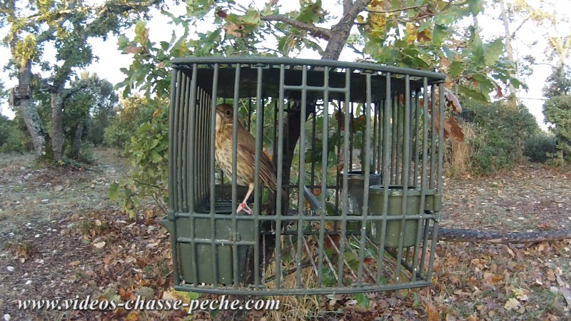 chasse  la grive au poste